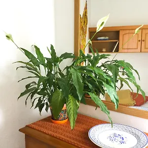 Appartement Casa De Amig@s En Santa Cruz De La Palma, Santa Cruz de la Palma (Isla de la Palma)